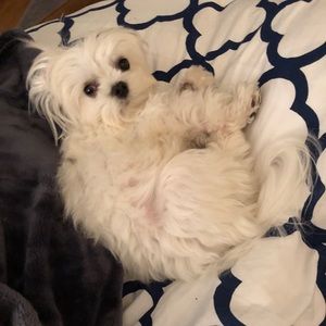 Meet your Posher, Abby